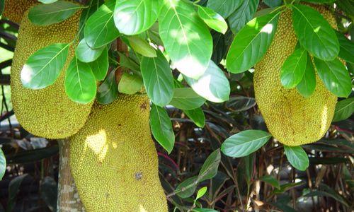 探寻菠萝的故乡——泰国（泰国菠萝种植历史）