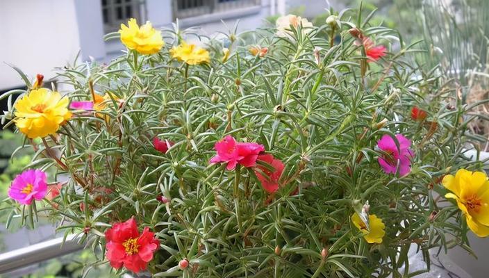 雨水从容不惧，这些花卉不怕涝（探秘适合湿润环境的花卉品种）