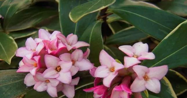 颜色瑞香花语（了解不同颜色瑞香花的象征意义）