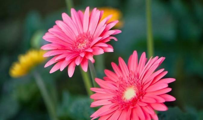 不同颜色非洲菊的花语（解读不同颜色非洲菊的意义）