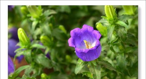 不同颜色风铃花的花语（探寻不同色彩风铃花背后的花语意义）