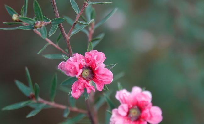 松红梅的花语——热爱生活的力量（追寻自然之美）