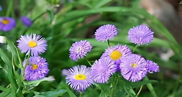 友谊长久，花语见证（以送什么花代表友谊长久）