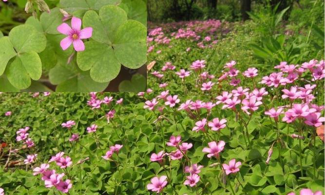 以索玛花的花语为主题的文章（探寻索玛花的花语之美）