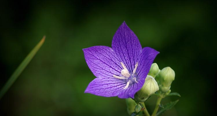 以索玛花的花语为主题的文章（探寻索玛花的花语之美）