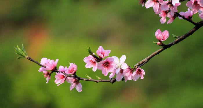 桃花的花语与象征意义（桃花的美丽与吉祥）