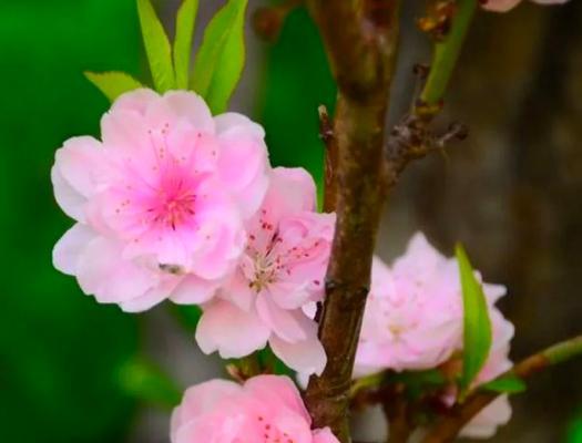 桃花花语之美（桃花的花语和象征意义）