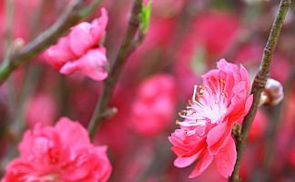 桃花的寓意与象征（揭开桃花的神秘面纱）