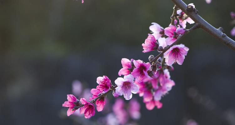 桃花的寓意和象征在古代代表什么（探寻桃花的文化意义和象征符号）