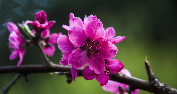 桃花的寓意和象征在古代代表什么（探寻桃花的文化意义和象征符号）