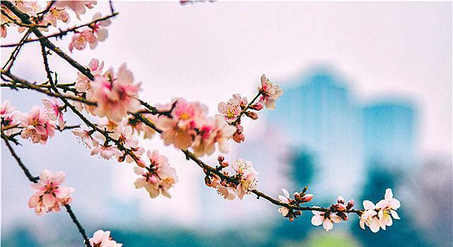 桃花花语与爱情的意义（桃花花语的由来及其象征的爱情意义）