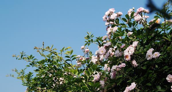 荼蘼花的花语与意义（解读荼蘼花的神秘符号与象征）