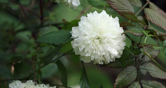 荼蘼花的花语与意义（探索荼蘼花语）