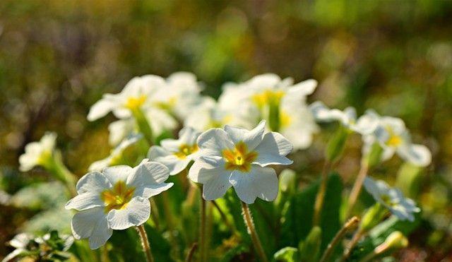 五叶草的花语——幸运与希望（带你走进五叶草的花海）