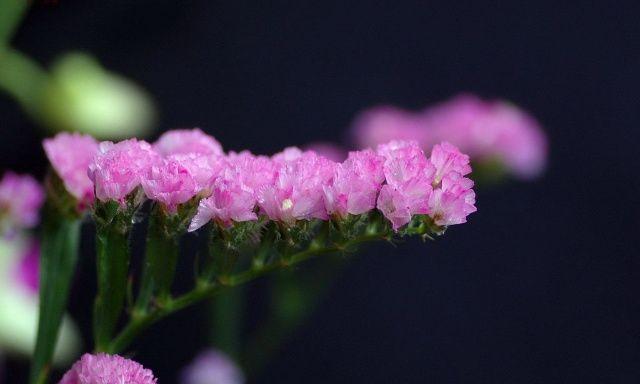 勿忘我花语（以勿忘我花为媒）