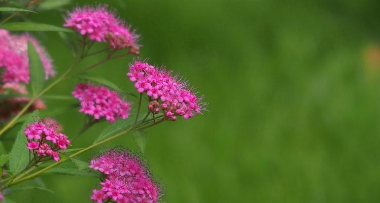 以夕雾花（花语解析与赏析）