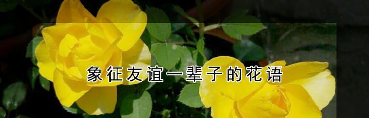 以象征友谊的花朵为主题的文章（探索友谊之花）