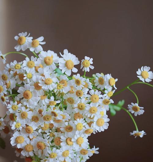 小雏菊的花语与寓意（探寻小雏菊的象征意义与美丽传说）