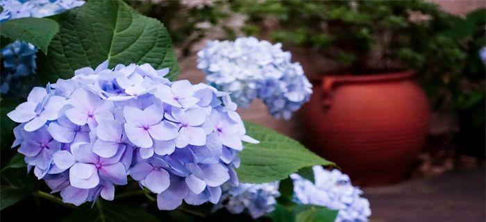 绣球花花语之美丽与祝福（绣球花的花语与象征意义）