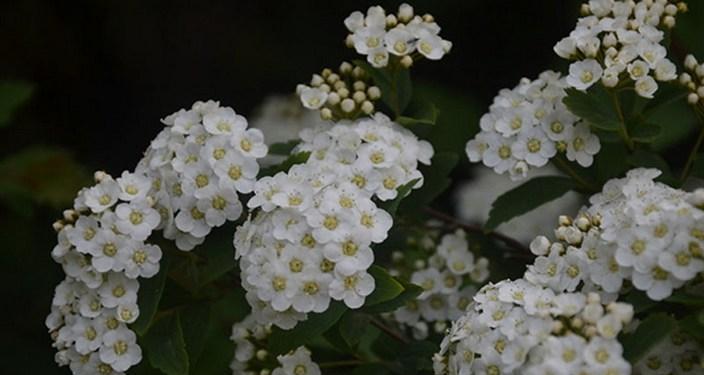 绣线菊的花语和象征意义（探索绣线菊的花语及其文化传统）