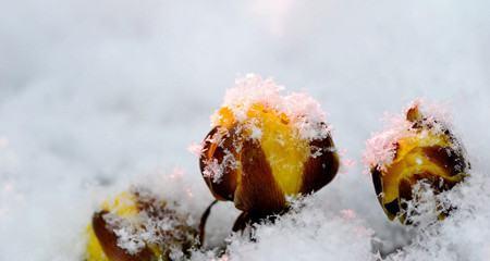 雪莲花的花语及其意义（探寻雪莲花的神秘花语与美丽寓意）