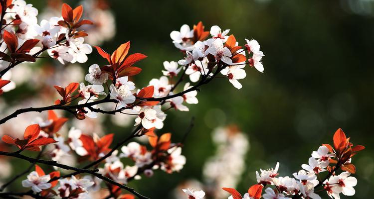 红叶李开花的盛景（探秘红叶李开花美丽景象）