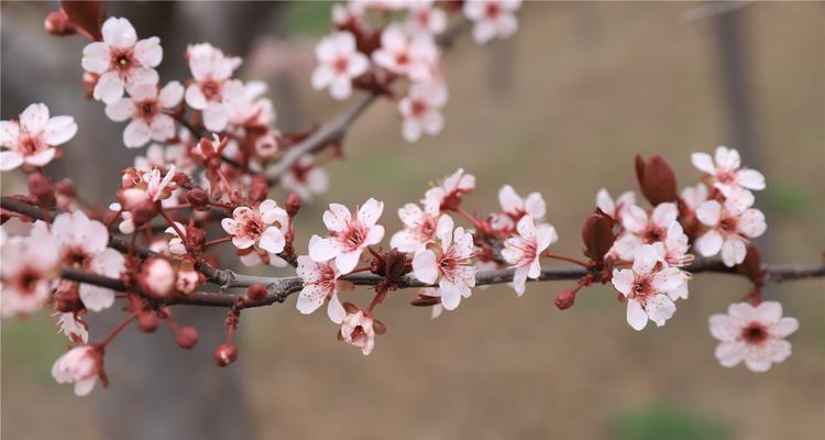 红叶李的开花时间和花期（探究红叶李的花期和生长习性）