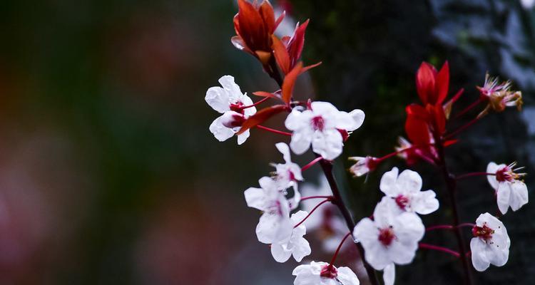 红叶李的开花时间和花期（探究红叶李的花期和生长习性）