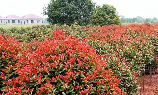 红叶石楠，让你家门口更美丽（如何种植红叶石楠）