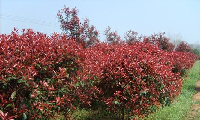 红叶石楠的生长习性和养护技巧（耐阴的观赏植物）