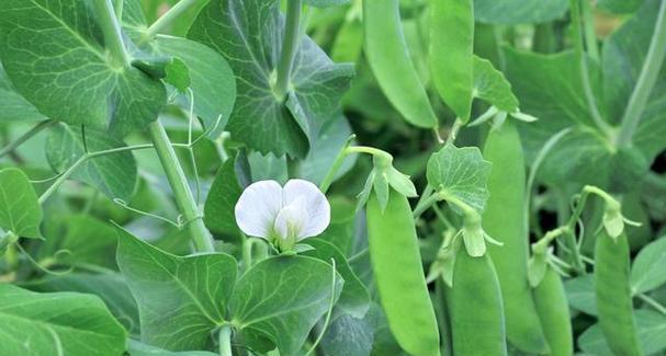 红芸豆种植指南（掌握时间、温度、方法）