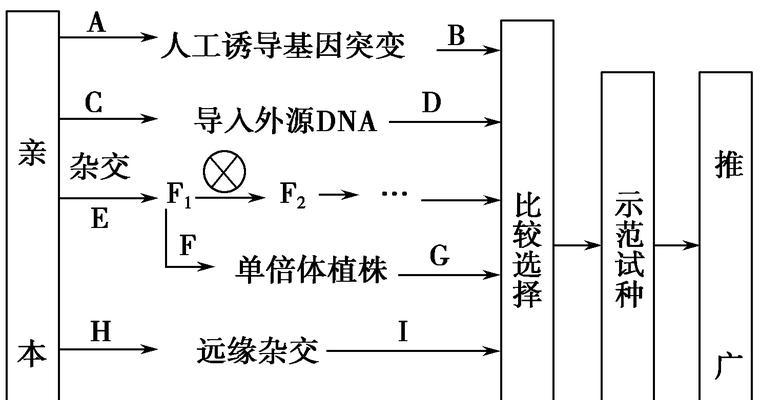 红掌的繁殖方法——分株繁殖详解（从操作到技巧）