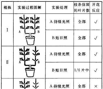 红掌如何快速繁殖（掌握分株方法）