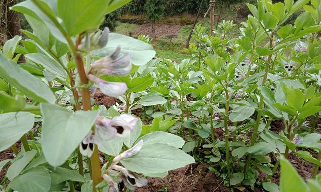 胡豆的开花月份与季节（了解胡豆的生长特点）