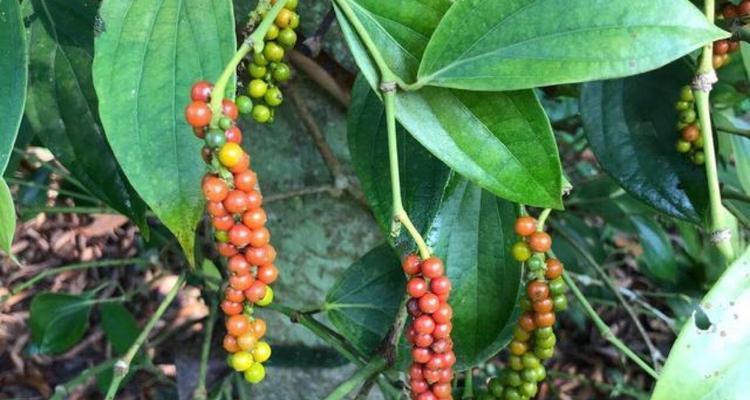 探究胡椒的生长周期（从种植到成熟——胡椒的完整生长过程）