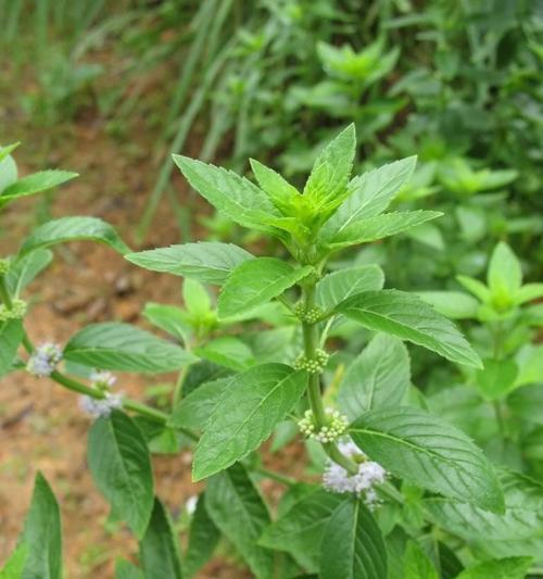 胡椒花——神秘的花卉奇观（揭秘胡椒花的种类）