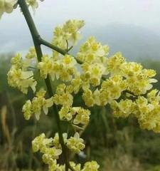 胡椒花——神秘的花卉奇观（揭秘胡椒花的种类）