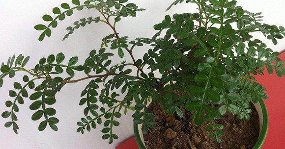 胡椒木的种植与养护（从选苗到成树）