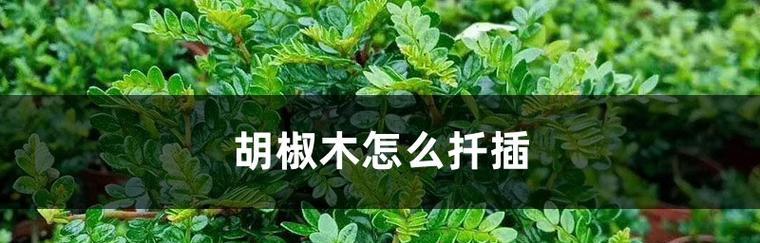 胡椒木修剪技巧（学会这些技巧）