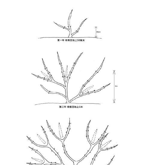 千年木修剪方法详解（打造健康古树的技巧与实践）
