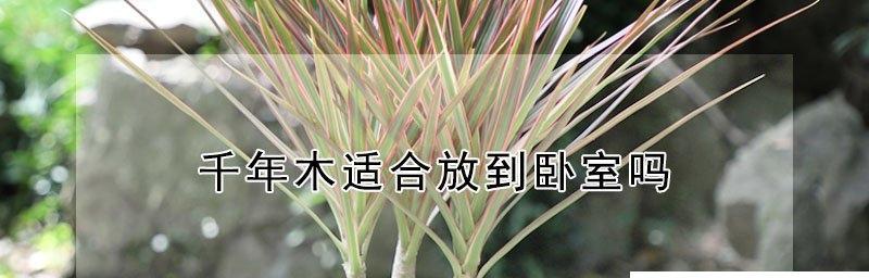 千年木修剪方法详解（打造健康古树的技巧与实践）