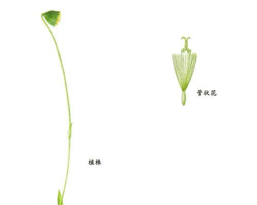 如何让千头菊安全过冬（千头菊过冬必备知识）