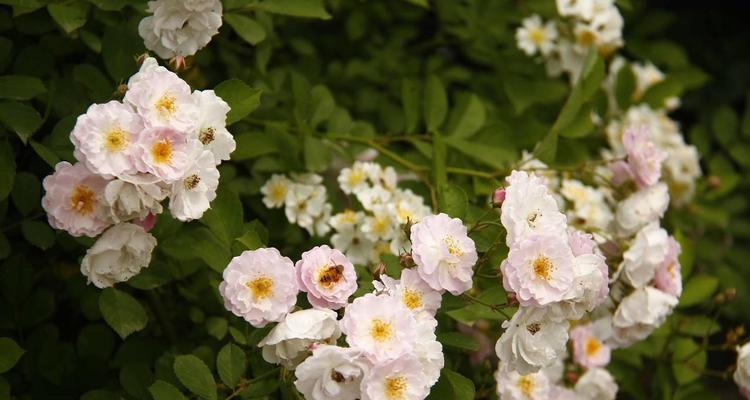 蔷薇的花语和寓意（爱情与美丽并存的花儿）