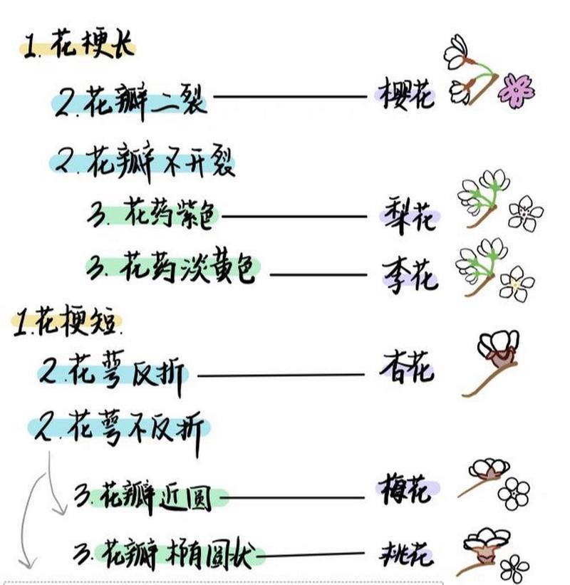 蔷薇花的生长与养护（细节决定成败）