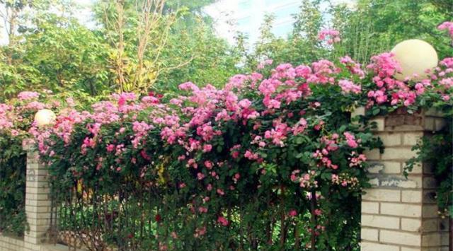 室内蔷薇种植全攻略