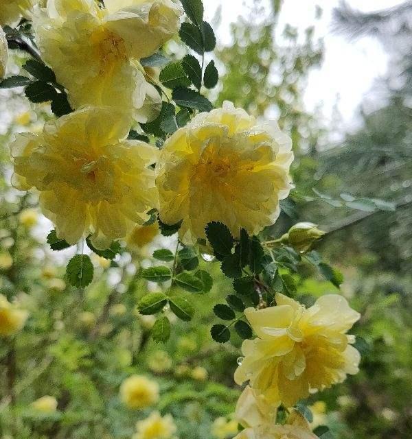 认识蔷薇花的科属和多样性（了解蔷薇花的形态特征和生长环境）