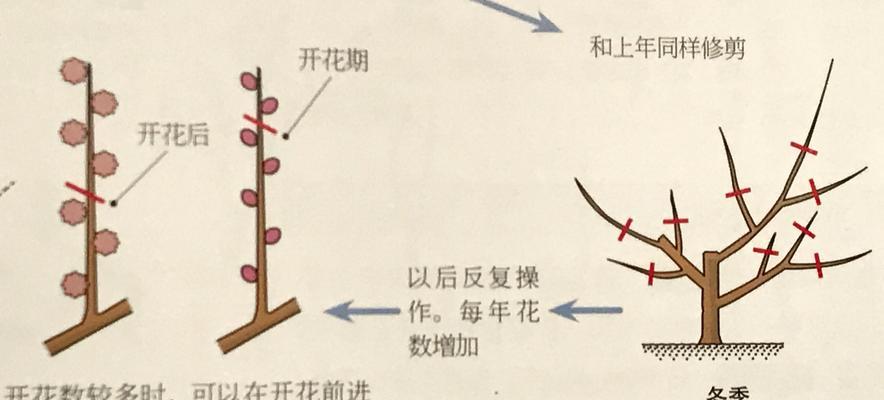 打造美丽的蔷薇花园（蔷薇花修剪技巧与注意事项）