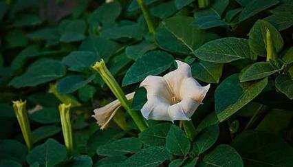 曼陀罗花（探索曼陀罗花的花语与寓意）