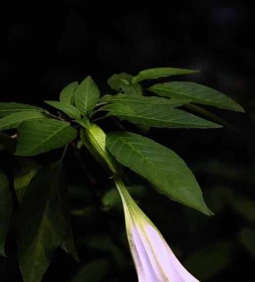 曼陀罗花语与内心的呼唤（以曼陀罗花语探索心灵世界的深处）