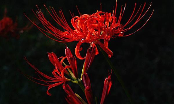 曼陀罗华的花语之美（揭示曼陀罗华的花语与内涵）